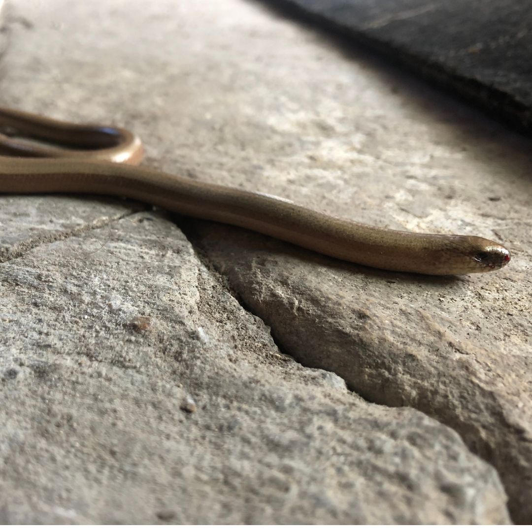 Blindschleiche auf Natursteinboden