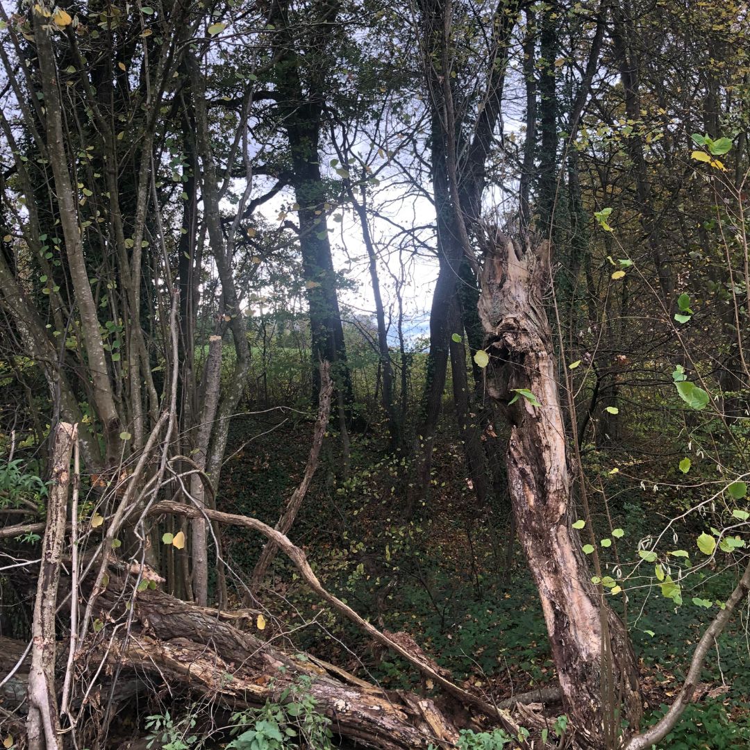 Eingang zum Wald